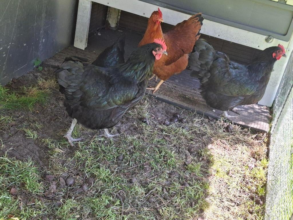 kippen te koop (Groot ras), Dieren en Toebehoren, Pluimvee, Kip, Vrouwelijk