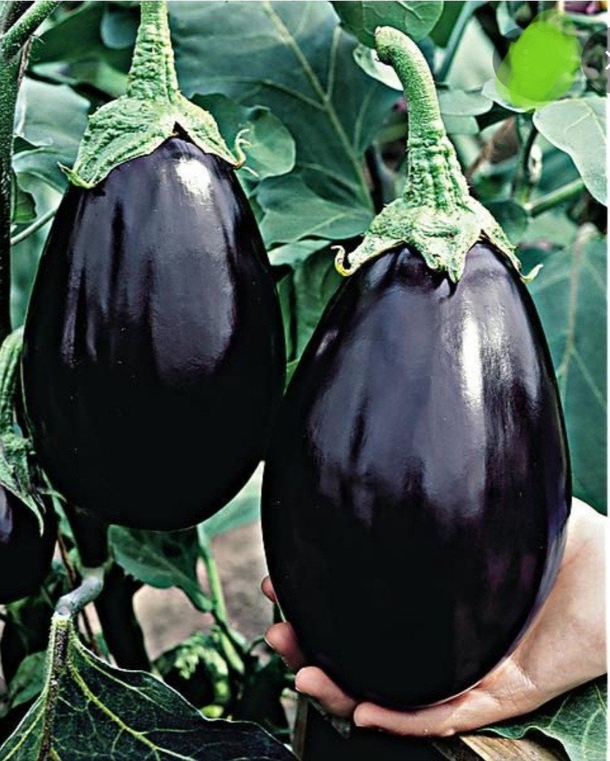 Aubergine planten, Ophalen, Volle zon, Groenteplanten, Eenjarig