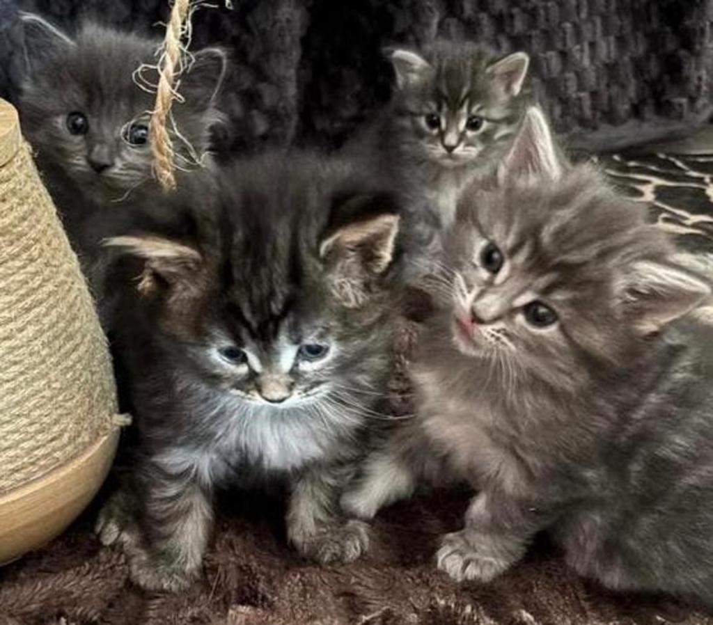 Prachtige lieve kittens Noorse Boskat x Maine Coon, Meerdere dieren, Ontwormd