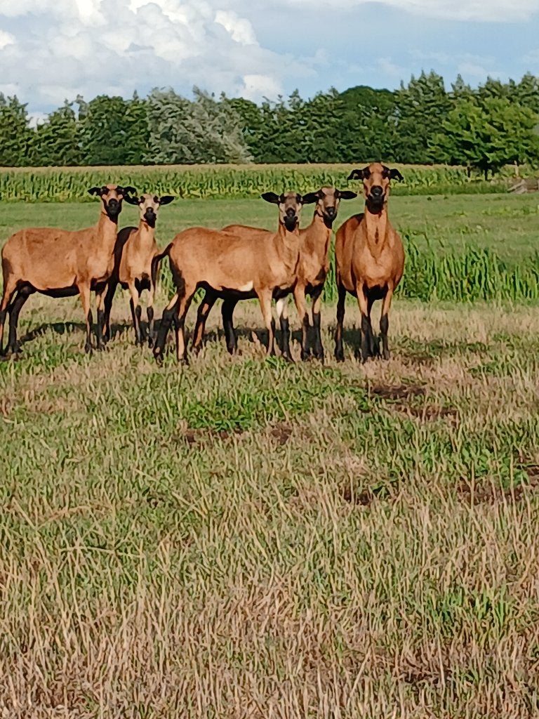 Babados black belly Schapen, Vrouwelijk, Schaap, 0 tot 2 jaar