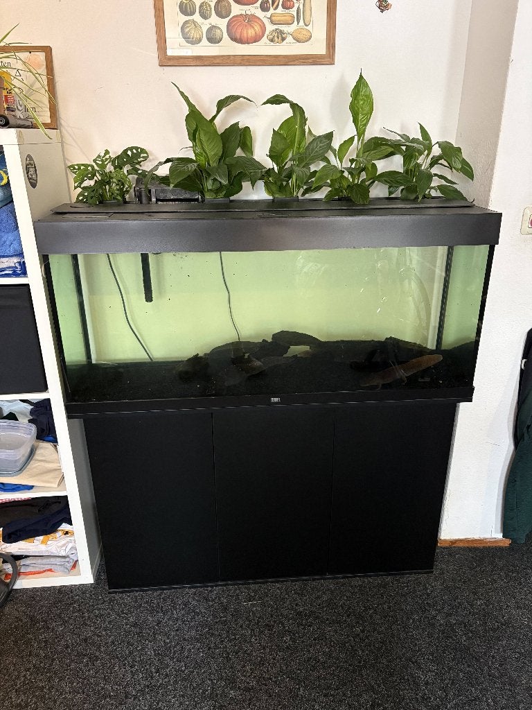 Juwel Rio 240 (Aquarium + Kast) + Drie Axolotls, Ophalen, Inclusief controller, Juwel, Gevuld zoetwateraquarium