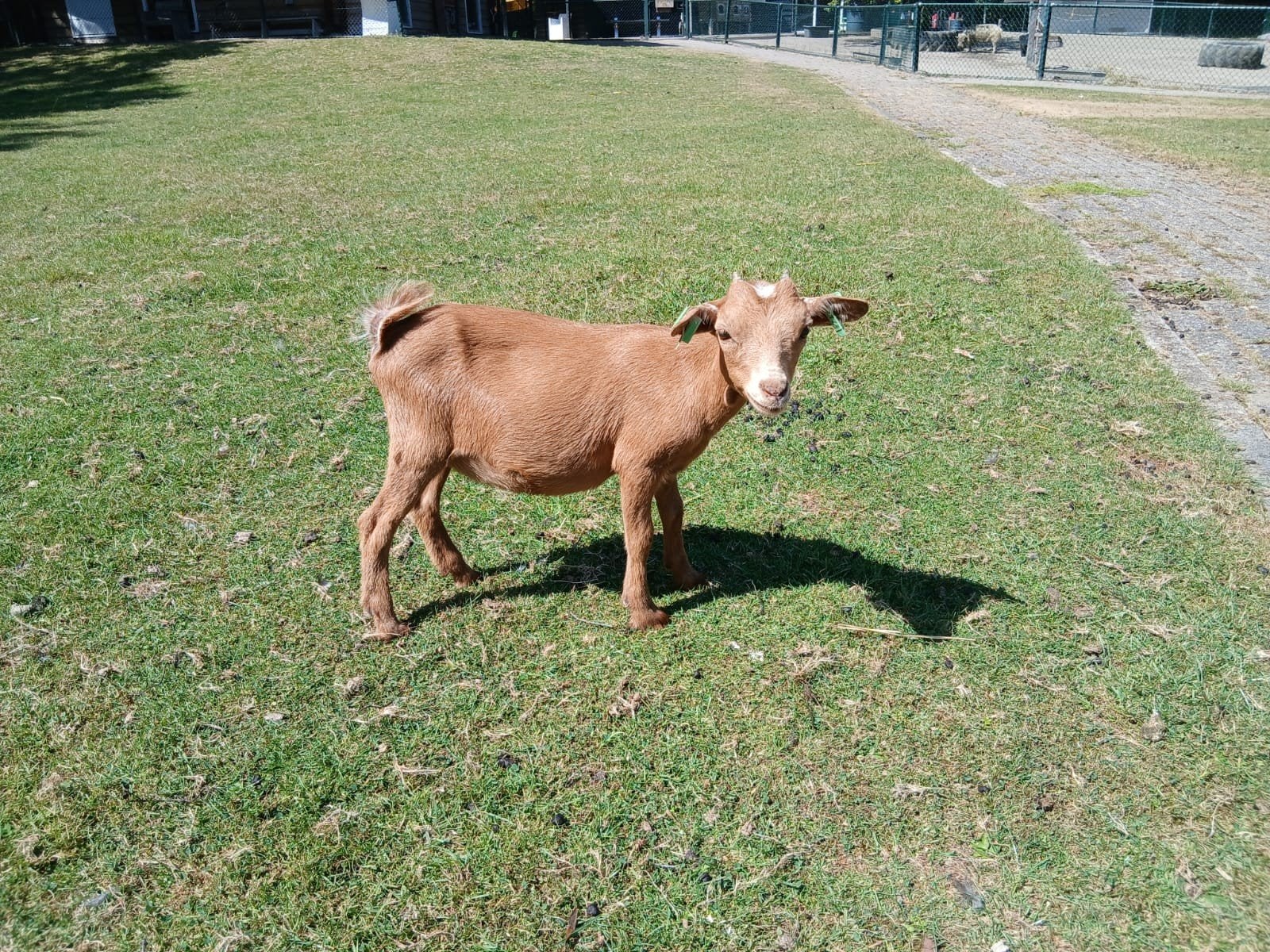 Dwerggeiten te koop., Dieren en Toebehoren, Vrouwelijk, Geit