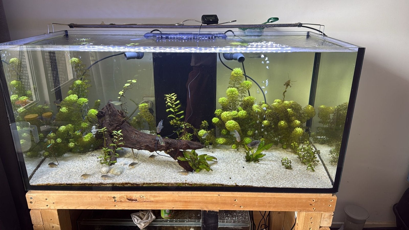 Aquarium 125x55x55 met bioloog, Ophalen, Inclusief vissen, Gebruikt, Gevuld zoetwateraquarium