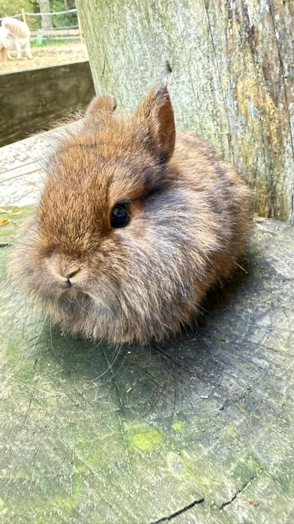 kleurdwerg konijntjes te koop!, Dieren en Toebehoren, Konijnen, Meerdere dieren, Dwerg