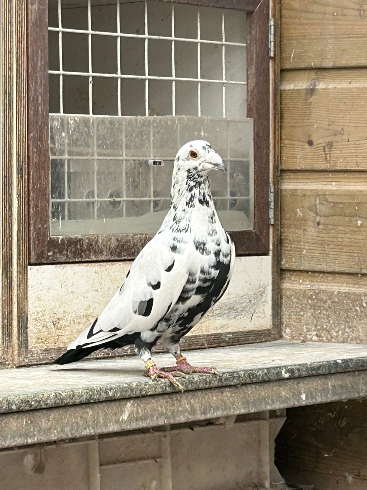 Kleurpostduif, doffer, 2023, Dieren en Toebehoren, Mannelijk, Postduif