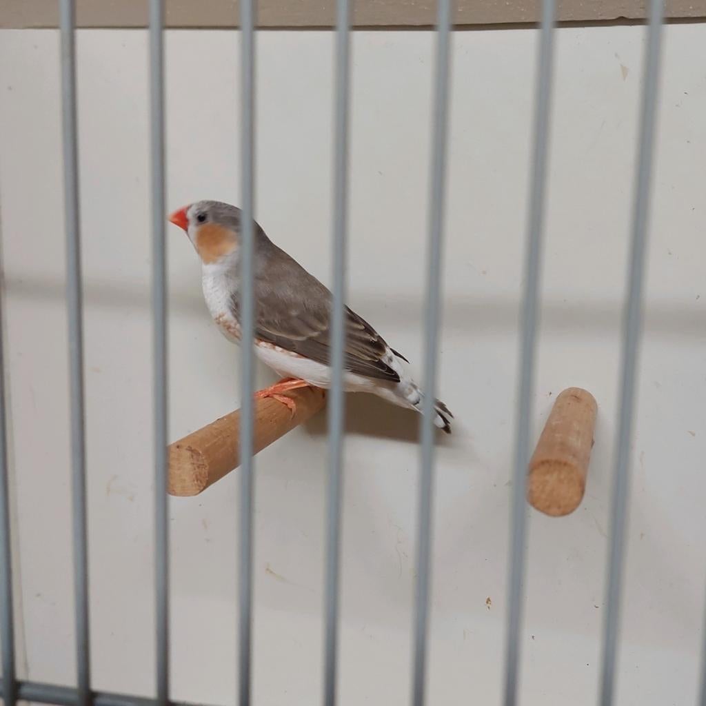 Zebravink man, Dieren en Toebehoren, Vogels | Overige Vogels, Mannelijk