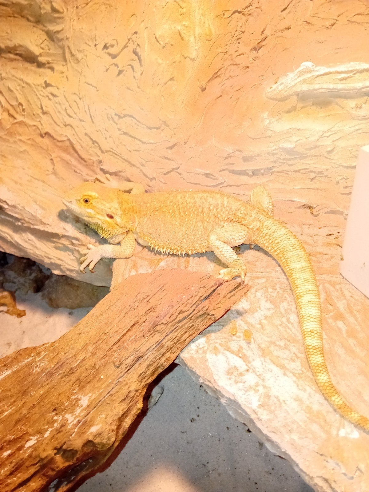 te koop koppel baardagamen, Dieren en Toebehoren, Reptielen en Amfibieën, Slang, 3 tot 6 jaar