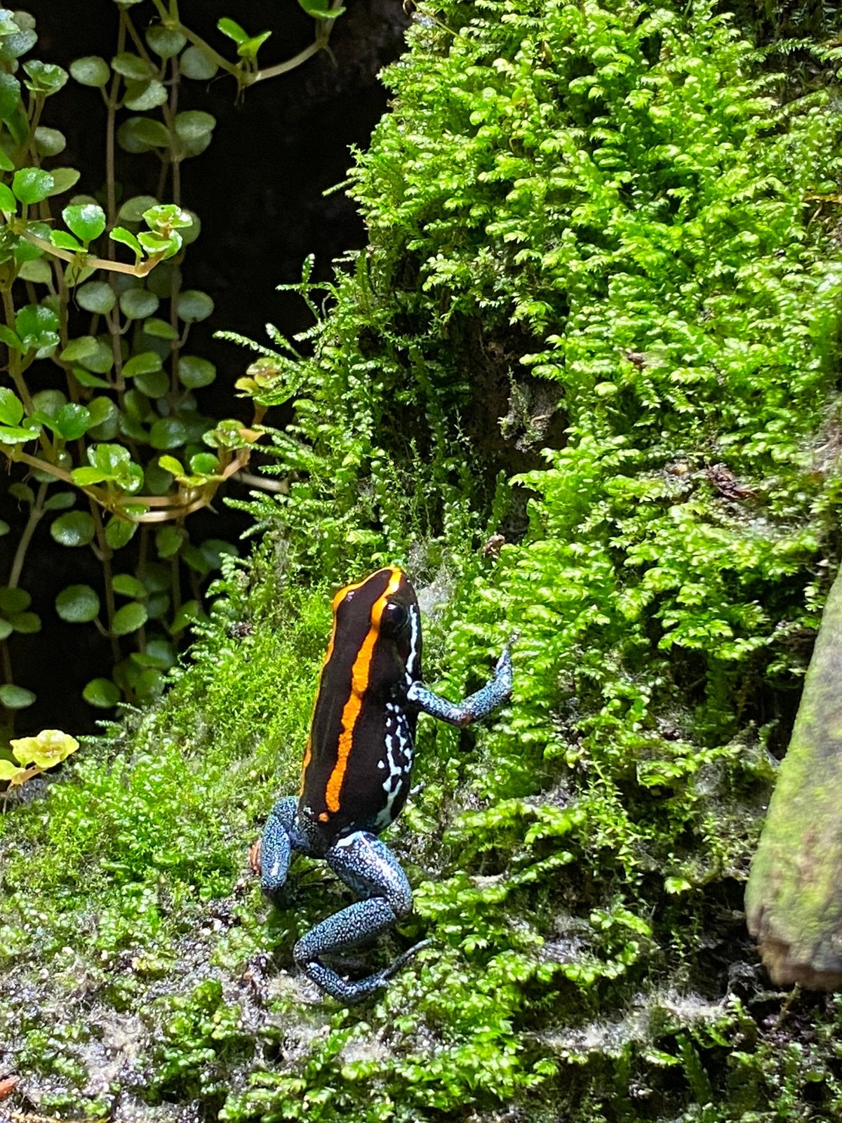 Pijlgifkikkers D. Leucomelas Ph. Vittatus, Dieren en Toebehoren, Amfibie, 0 tot 2 jaar