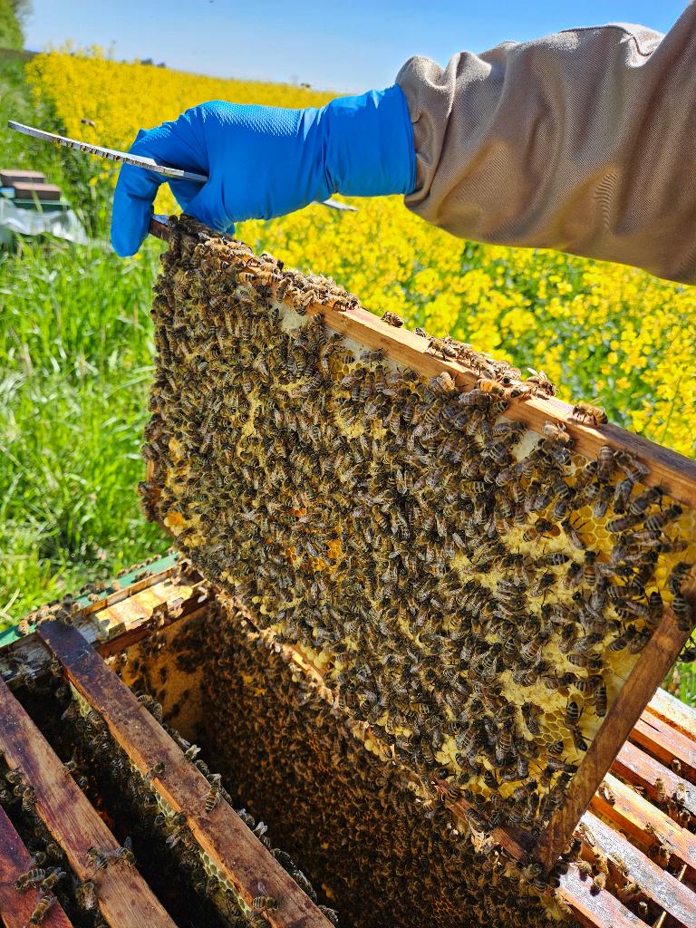 Honingbij volken, Ophalen, Overige materialen