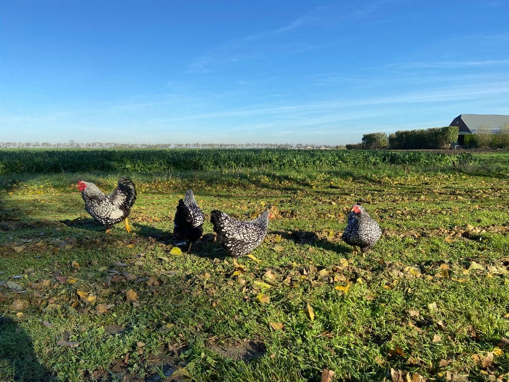 Wyandotte kriel Zilver Zwart gezoomd gesekst en ingeënt, Dieren en Toebehoren, Pluimvee, Vrouwelijk, Kip