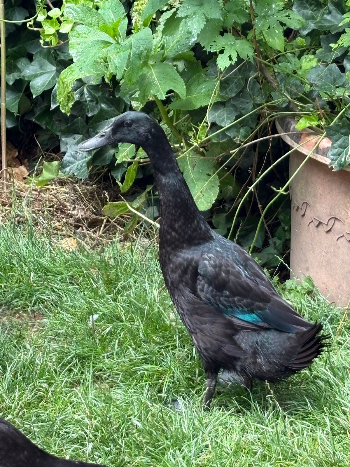 Mooie Zwarte Loopeend Woerd, Dieren en Toebehoren, Mannelijk, Tam