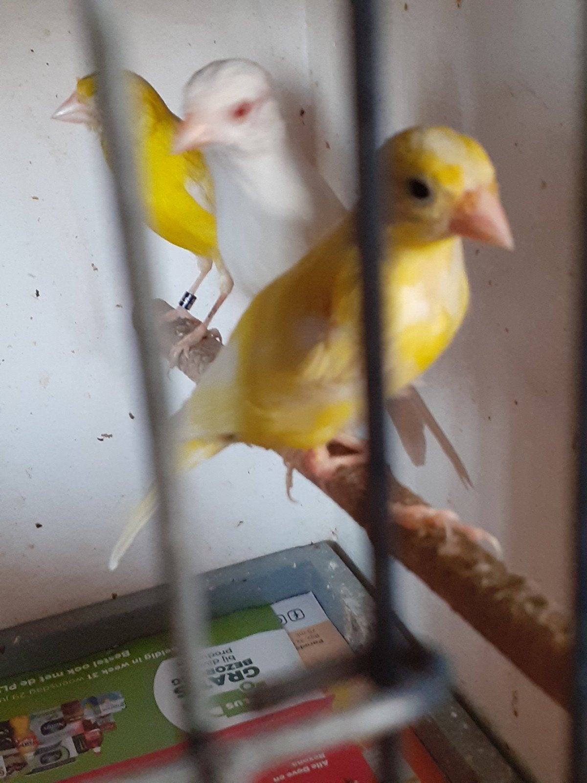 7 rasa.s  geringd 1 witte man 5 gele 1 groene bonte, Dieren en Toebehoren, Vogels | Kanaries, Meerdere dieren, Kleurkanarie