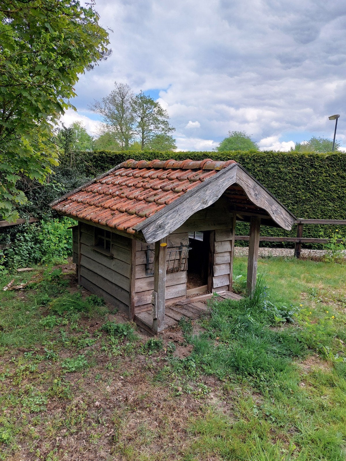 Geitenstalletje / schapenstalletje, Dieren en Toebehoren, Mannelijk, Geit