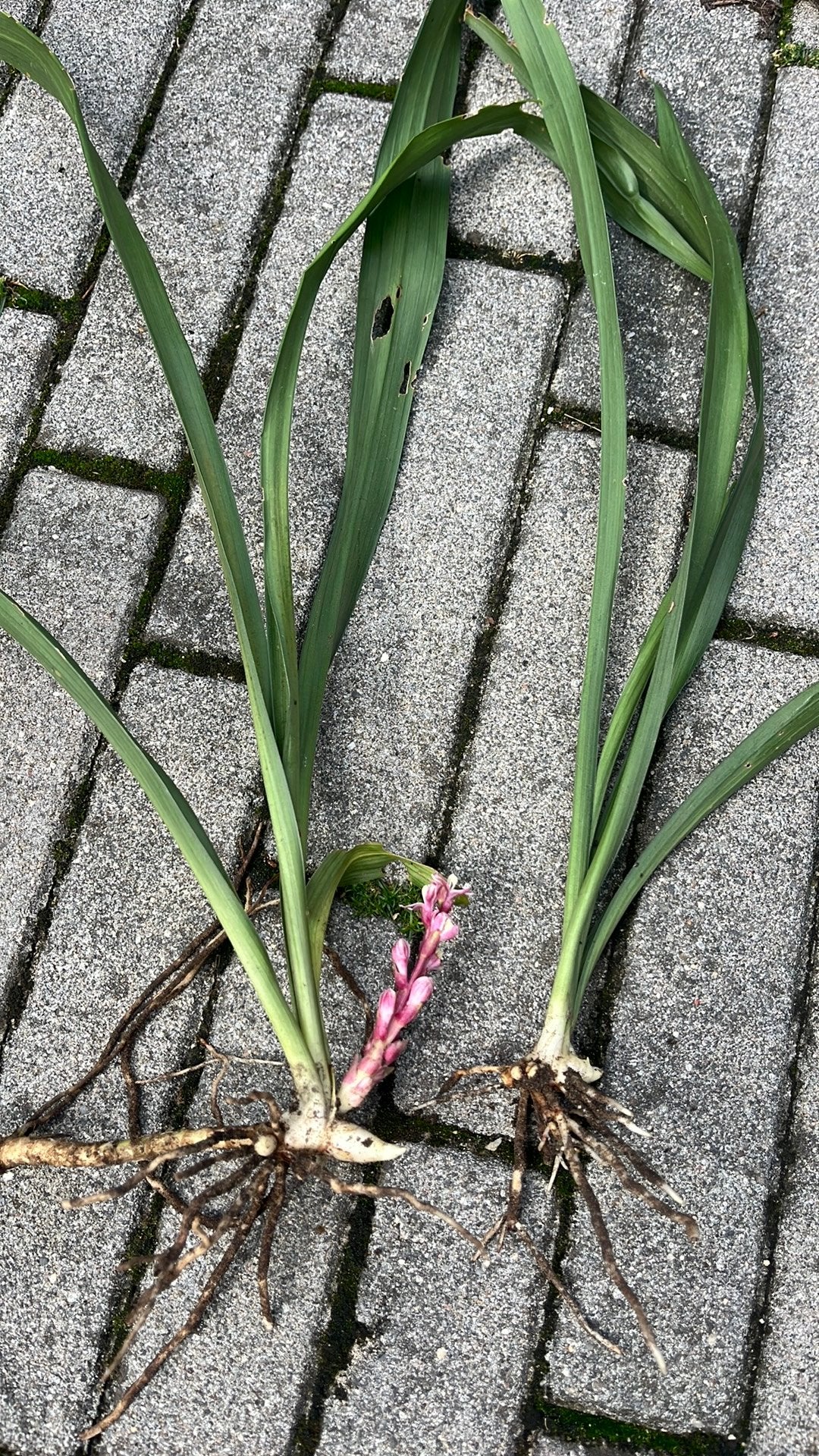 Reineckea carnea, Overige soorten, Volle zon, Eenjarig, Ophalen of Verzenden