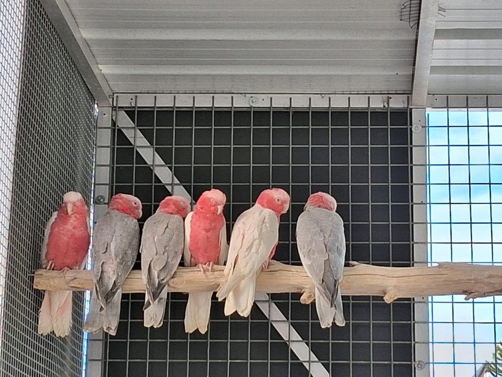 handtamme rose kaketoes, Dieren en Toebehoren, Meerdere dieren, Papegaai