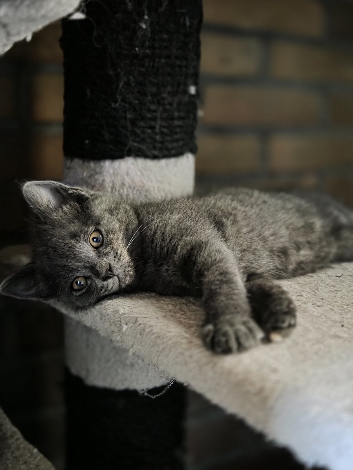 Ragdoll/ Europeese korthaar, Meerdere dieren, 0 tot 2 jaar