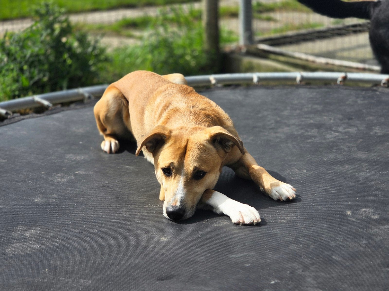 Ontzettend lieve ongecompliceerde hond ter adoptie!, Dieren en Toebehoren, Honden | Niet-rashonden, Parvo, Particulier, Reu, Buitenland