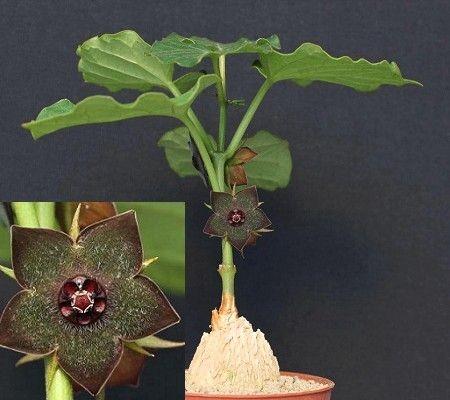 Gonolobus Cyclophyllus caudex, Huis en Inrichting, Kamerplanten, Overige soorten, Minder dan 100 cm, Bloeiende kamerplant, Halfschaduw