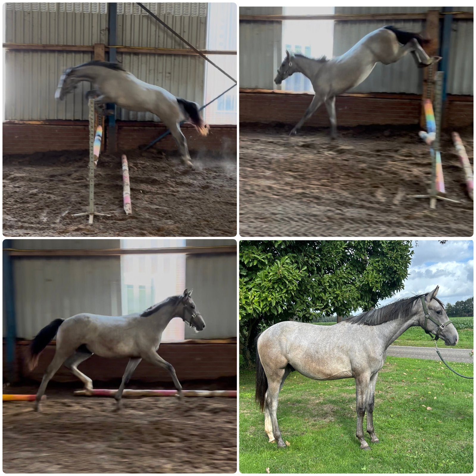 Mooie jaarling hengst schimmel, Dieren en Toebehoren, Springpaard, Minder dan 160 cm, Met stamboom, Niet van toepassing