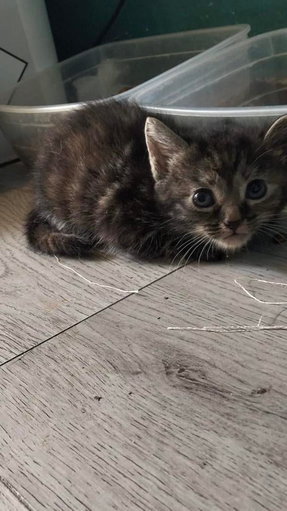 Ze zijn 12 maart 2026 geboren, Poes