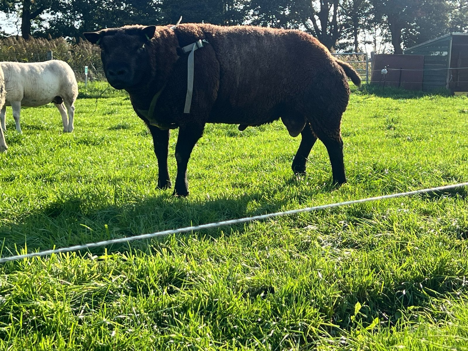 Te koop blauwe texelaar ram