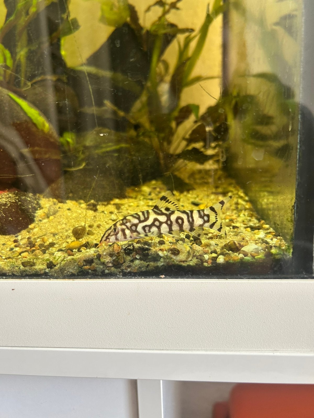 Aquarium vissen, Dieren en Toebehoren, Vissen | Aquariumvissen, Zoetwatervis