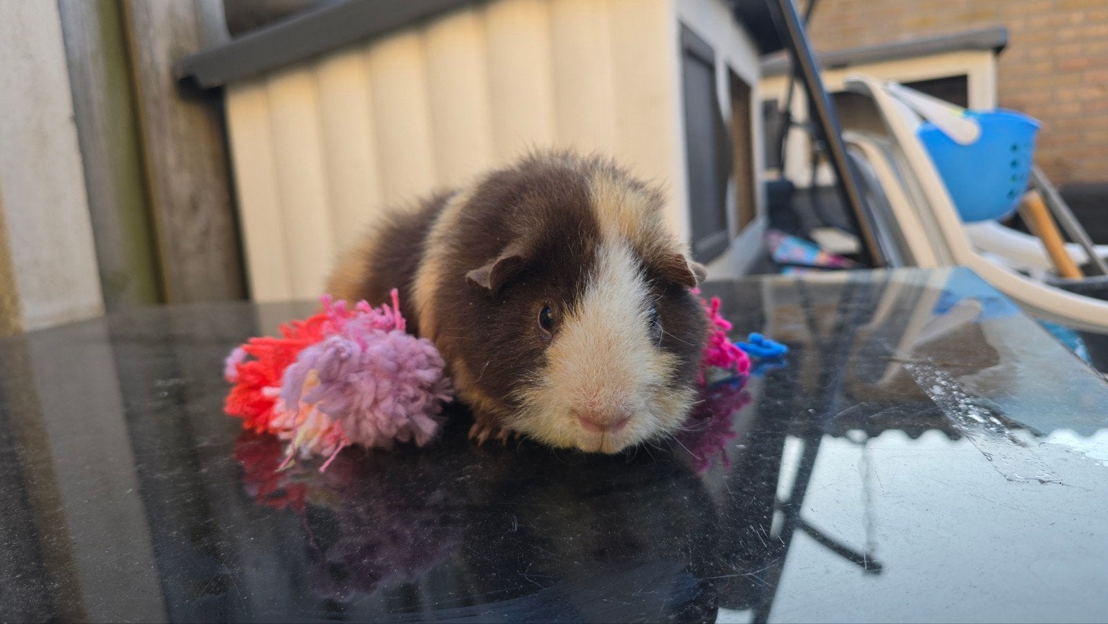 Met spoed huisje gezocht, Dieren en Toebehoren, Cavia, April, Mannelijk, Tam