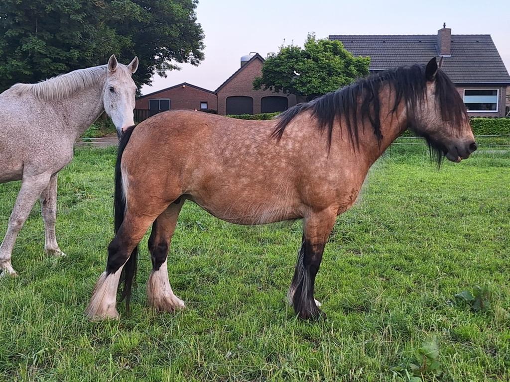 6-jarige tinkermerrie en jaarling kruising tinker hengst, Gechipt, Minder dan 160 cm, Zadelmak, 3 tot 6 jaar