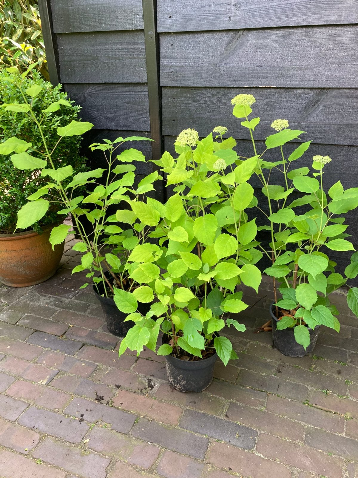 Jonge hortensia Annabel, Tuin en Terras, Ophalen, Hortensia, Minder dan 100 cm