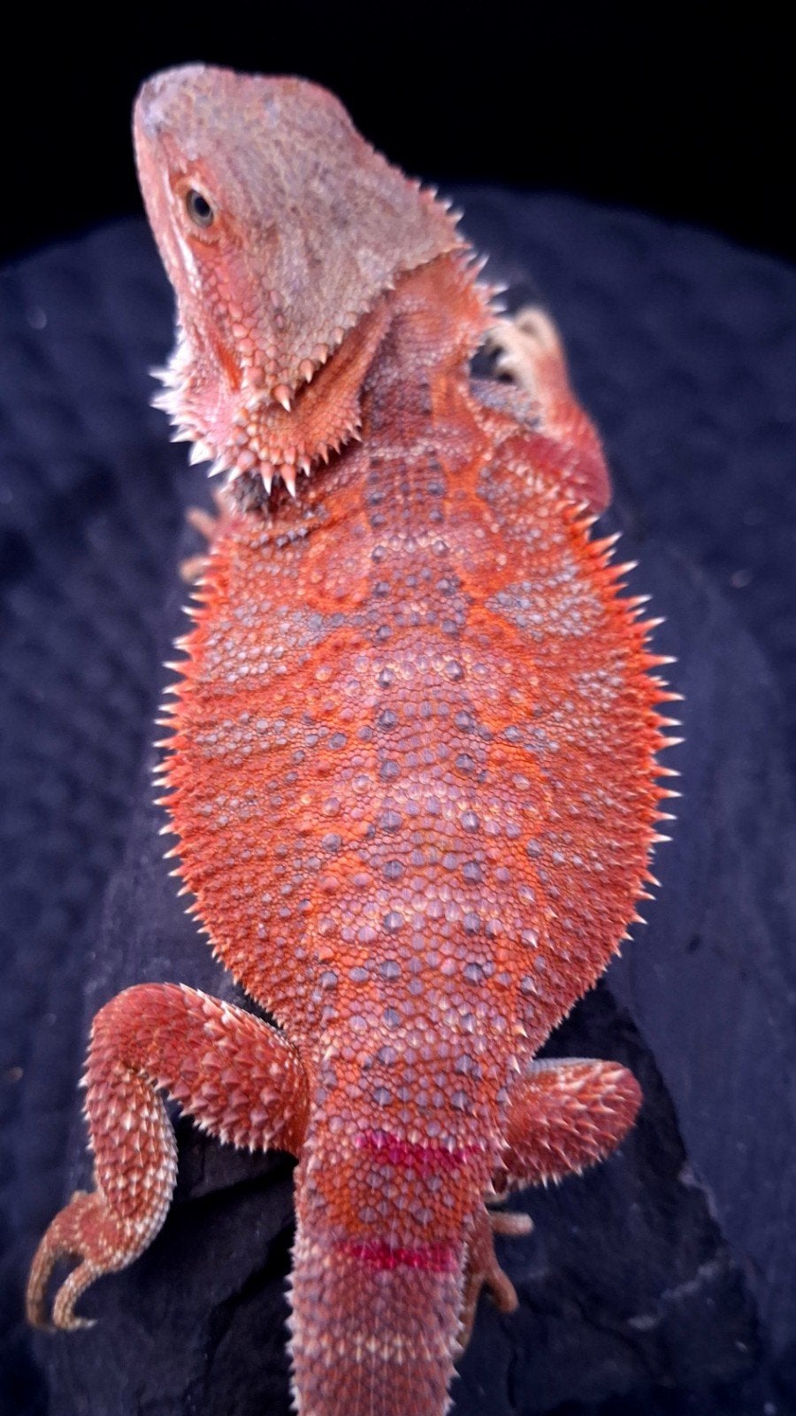Donker Rode Hypo Baardagaam Vrouw het. Trans/Witblits Bearded Dragon photo 5