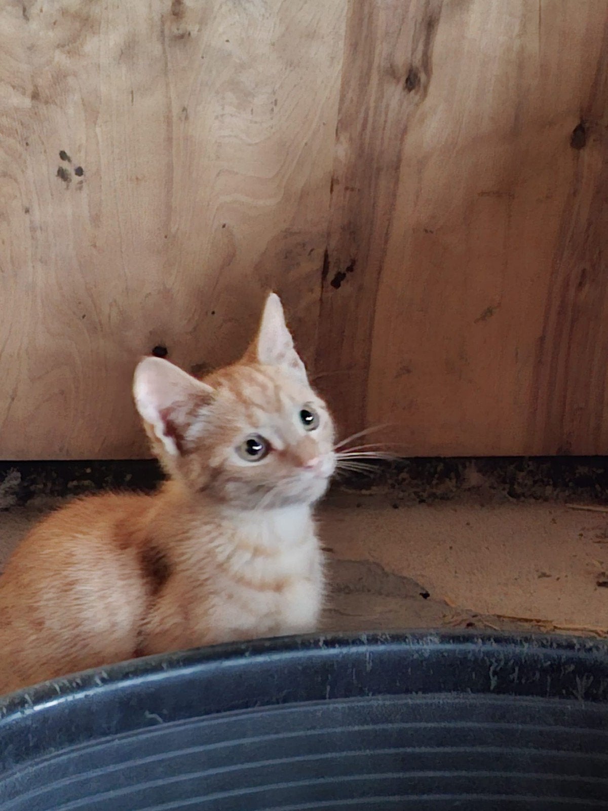 2 jonge katten, Meerdere dieren, 0 tot 2 jaar