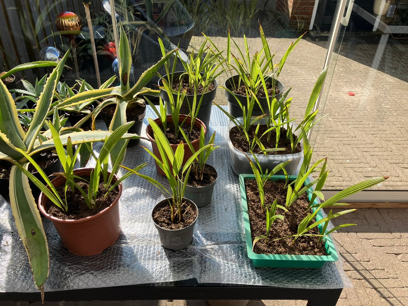 Jonge palmen (Trachycarpus Fortunei) te koop., Tuin en Terras, Ophalen, Overige soorten, Volle zon