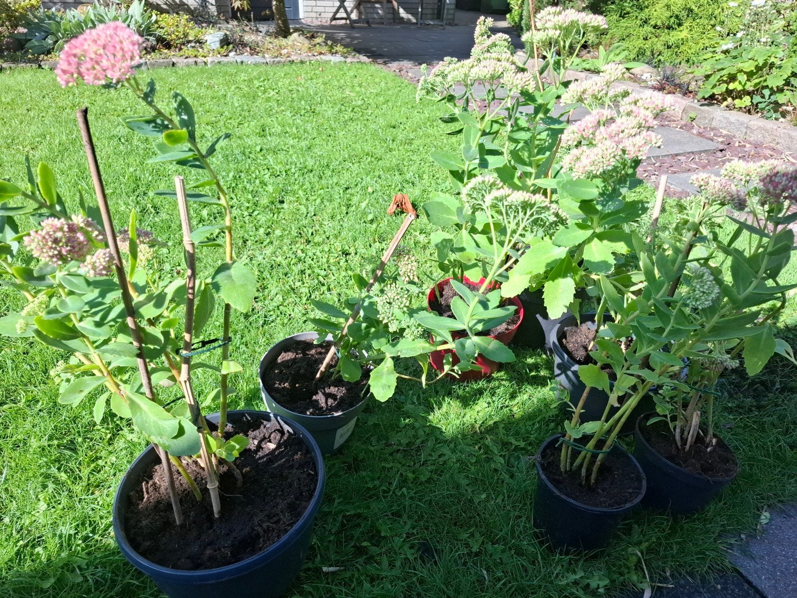Sedum, hemelsleutel, Tuin en Terras, Ophalen, Overige soorten, Volle zon