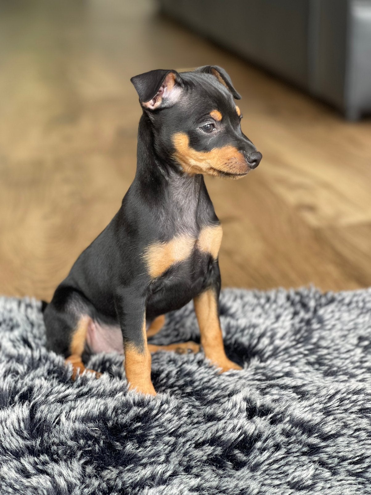 Nog 2 teefjes Dwerg Pinscher pups beschikbaar, Dieren en Toebehoren, Parvo, 8 tot 15 weken, Meerdere, Meerdere dieren