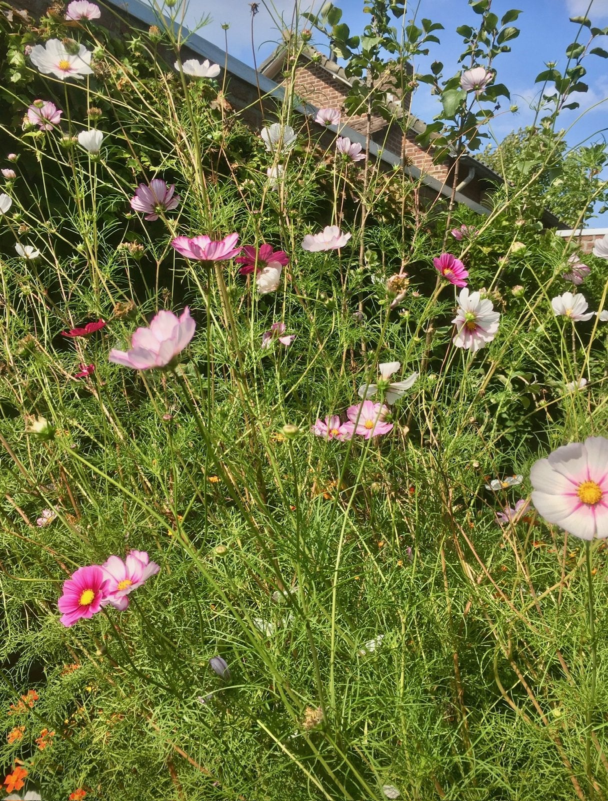 COSMEA Plantjes uit Biologische tuin, Volle zon, Eenjarig, Zomer, Ophalen