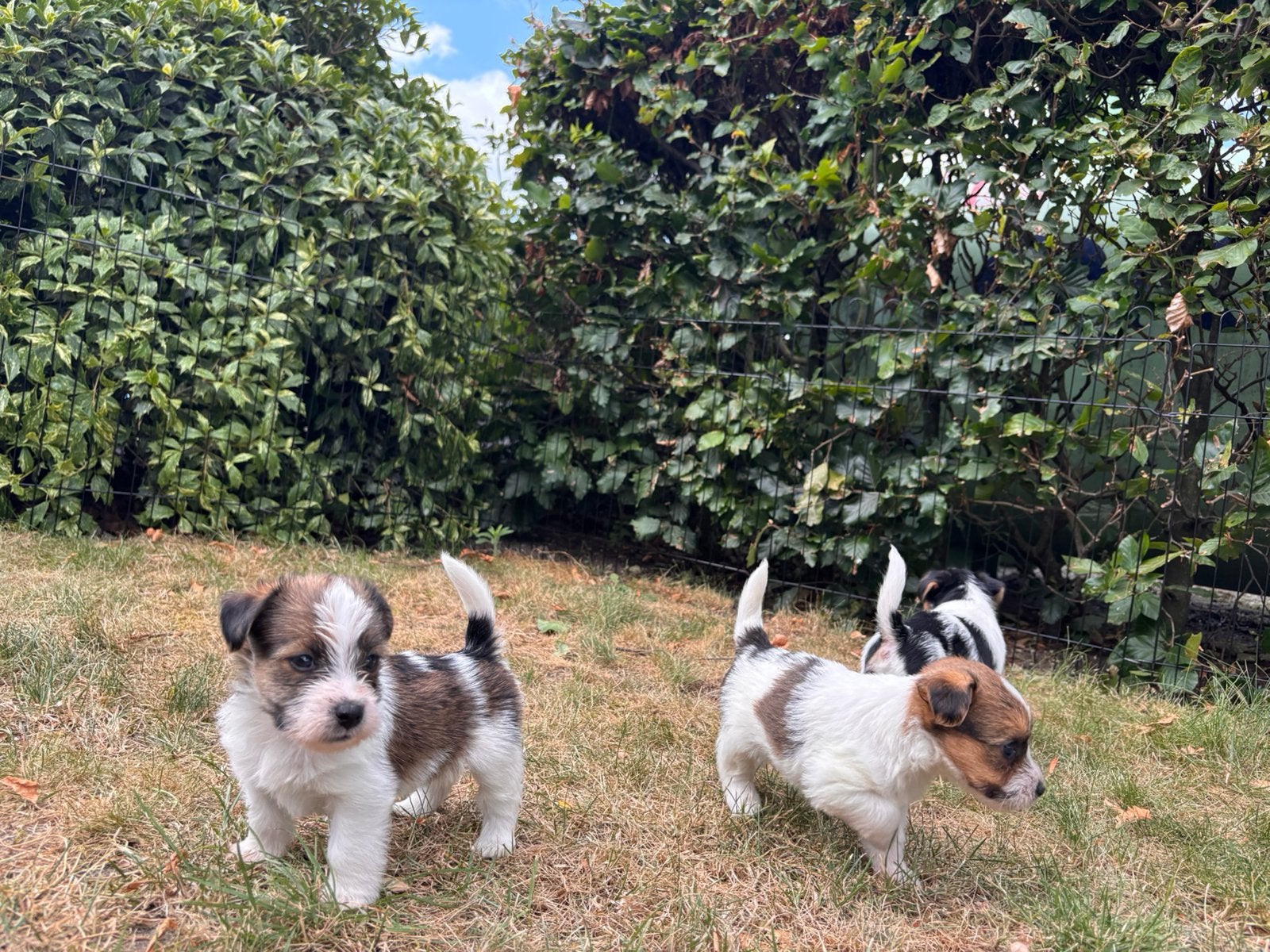 Prachtige ruwharige Jackrussell pups, Dieren en Toebehoren, Parvo, Jack Russell Terriër, 8 tot 15 weken, Meerdere