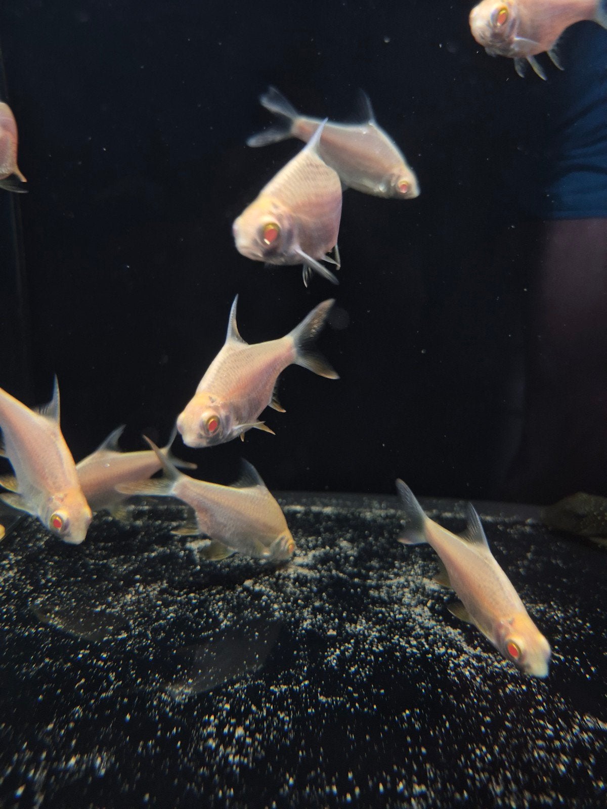 Albino tinfoil barb, Dieren en Toebehoren, Vissen | Aquariumvissen, Vis, Zoetwatervis