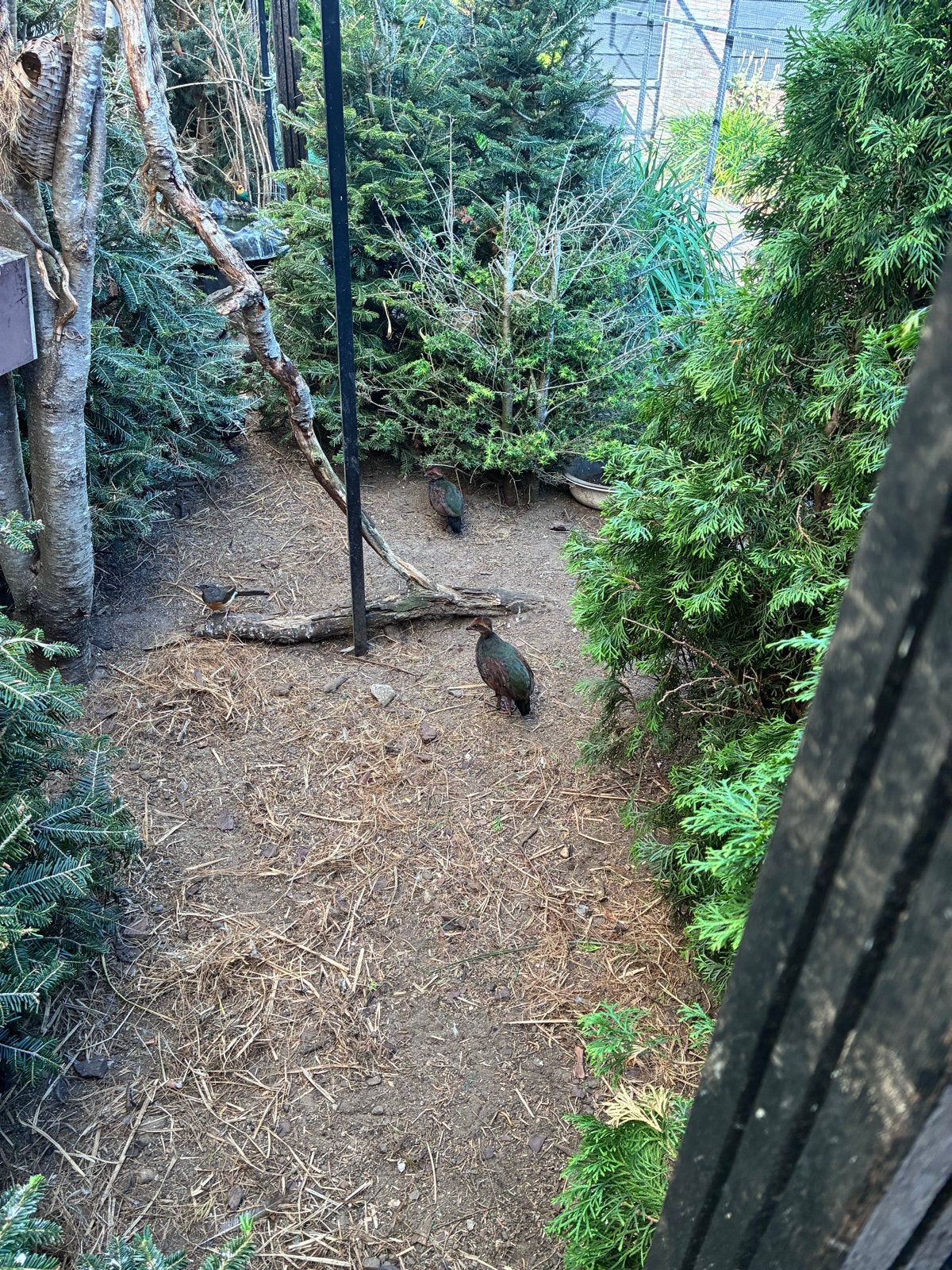 Roul roul, Dieren en Toebehoren, Mannelijk, Tropenvogel, Geringd