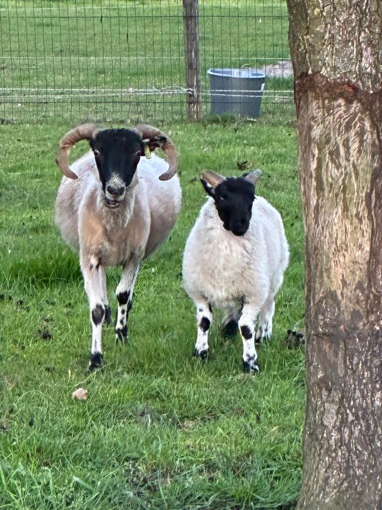 Scottisch Blackface ooien, Dieren en Toebehoren, Schapen, Geiten en Varkens, Vrouwelijk, Schaap