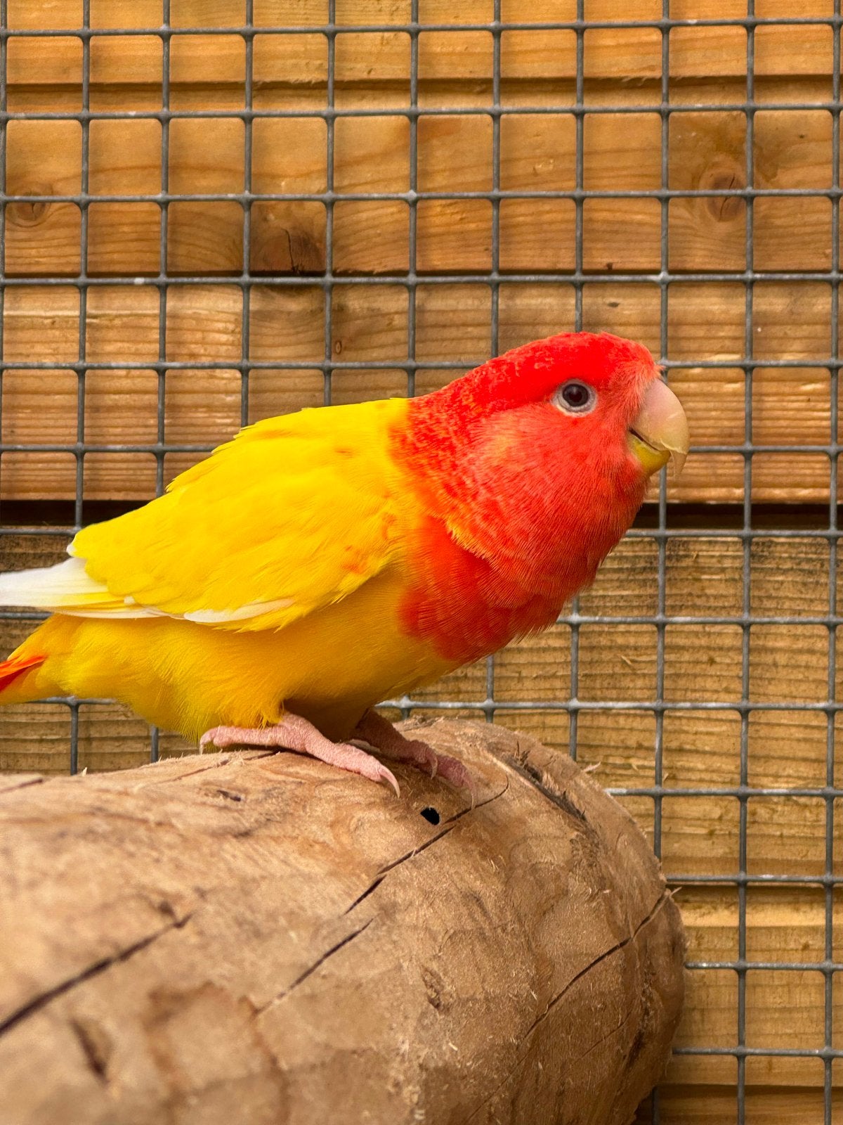 Langbevederd Agapornis Roseicollie dwergpapagaai ino pop, Vrouwelijk, Dwergpapegaai of Agapornis, Geringd