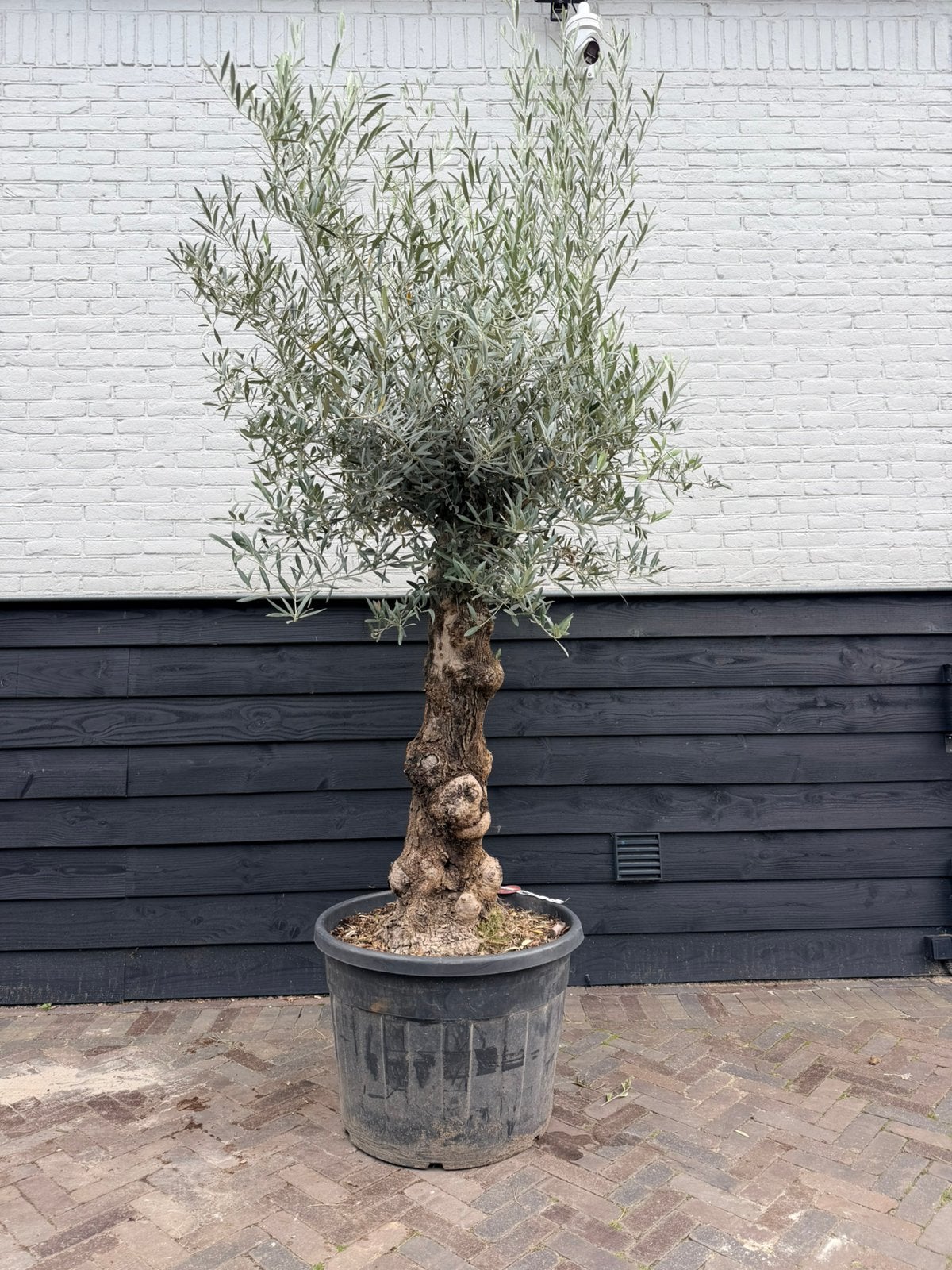 Mooie olijfboom stamomtrek 60/80 cm, 100 tot 250 cm, Olijfboom, Zomer, Ophalen