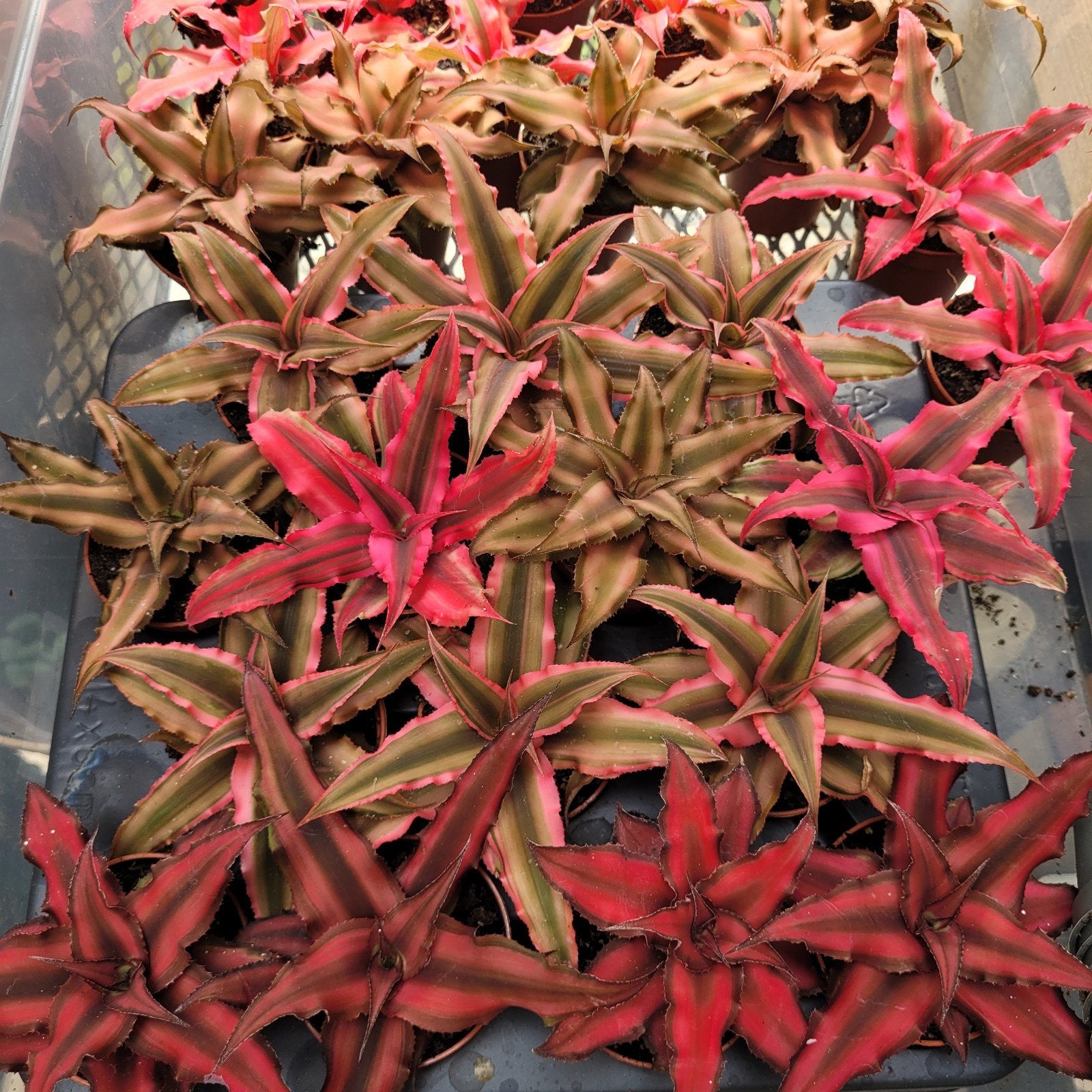 Cryptantus mini mix, Huis en Inrichting, Kamerplanten, Ophalen of Verzenden, Cactus, Halfschaduw, Minder dan 100 cm