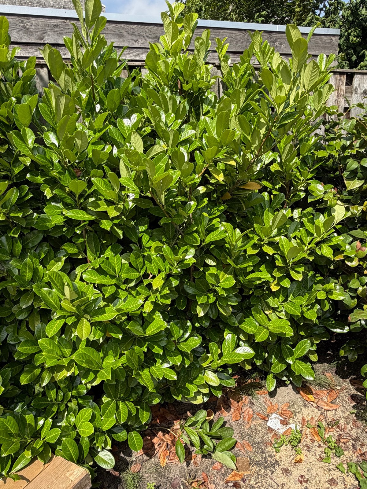 Laurier bomen - 19 stuks voor haag of afscheiding, Tuin en Terras, Planten | Bomen, Ophalen, Bloeit niet, Halfschaduw, Overige soorten