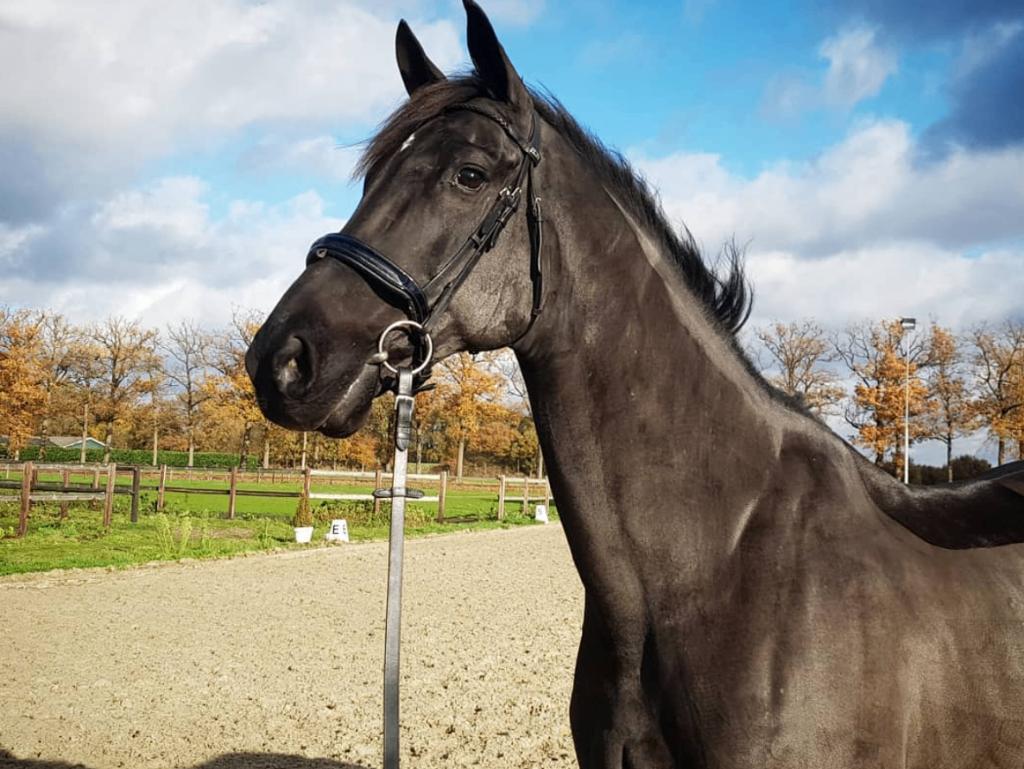 Leuke zwarte ruin, Special D x Sultan, Dieren en Toebehoren, Met stamboom, Ruin, L, 11 jaar of ouder