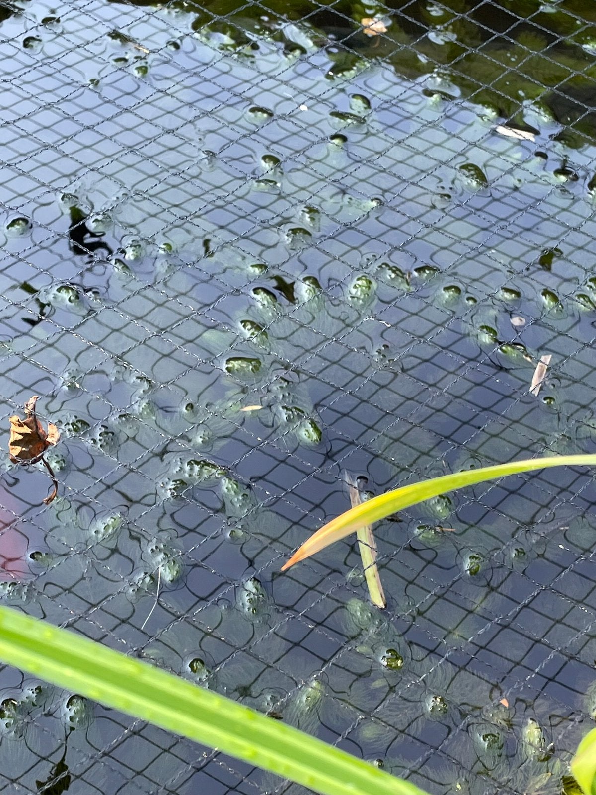 Zuurstofplant  hoornblad voor in de vijver, Ophalen, Zo goed als nieuw