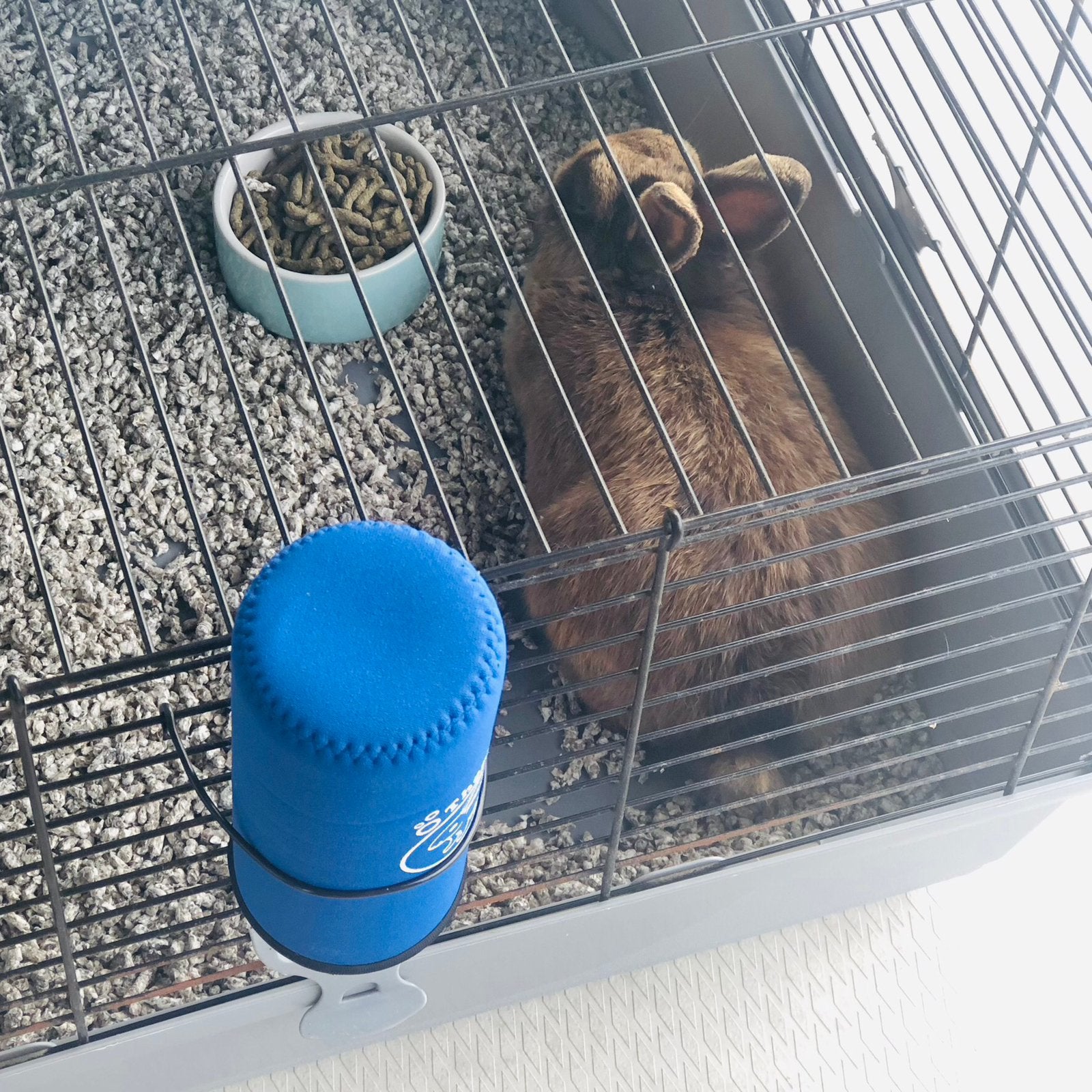 Senior konijn af te halen, Dieren en Toebehoren, December, Mannelijk, Overige typen