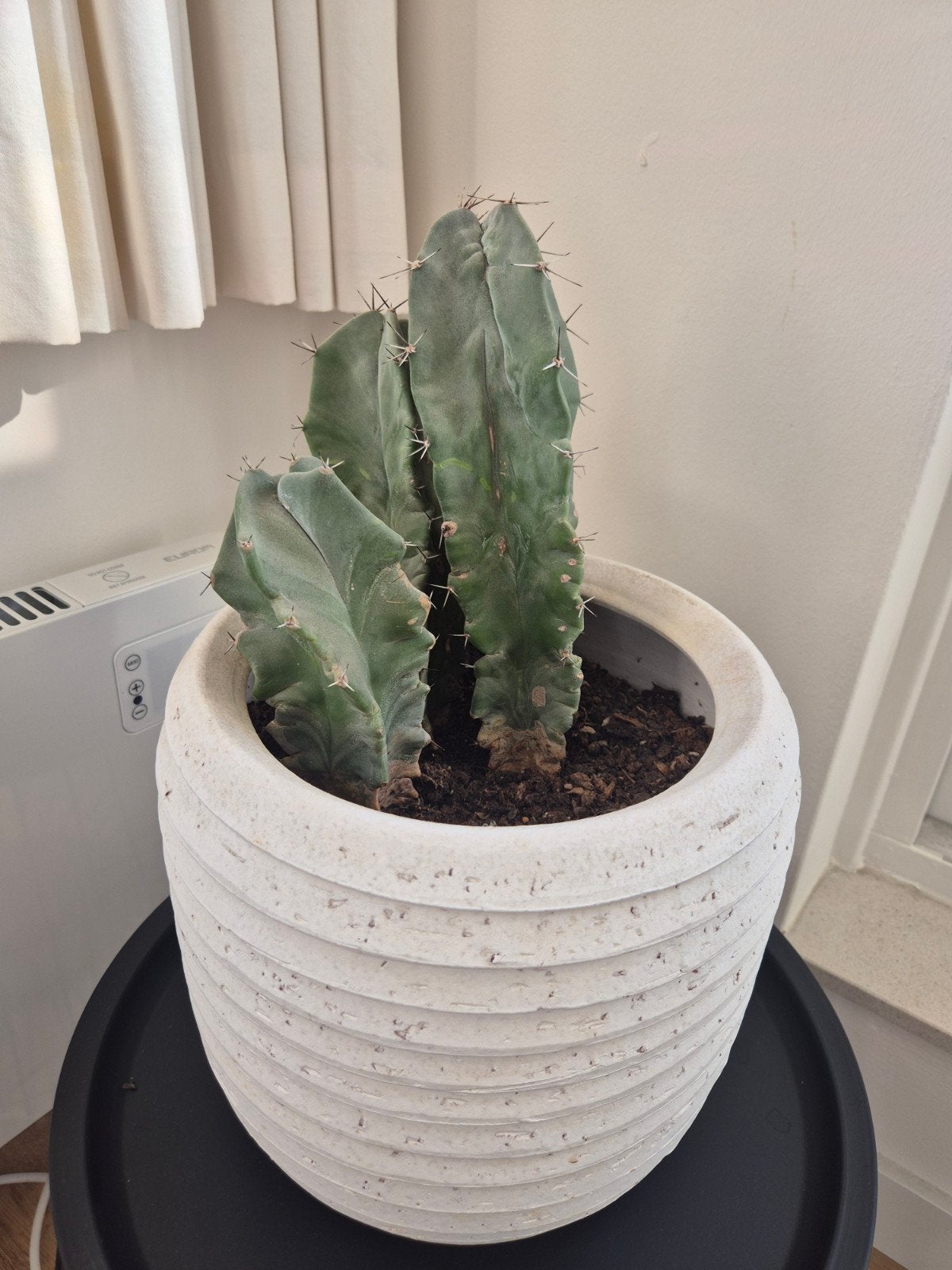 Cactus in pot, Huis en Inrichting, Ophalen, Minder dan 100 cm, Volle zon, In pot