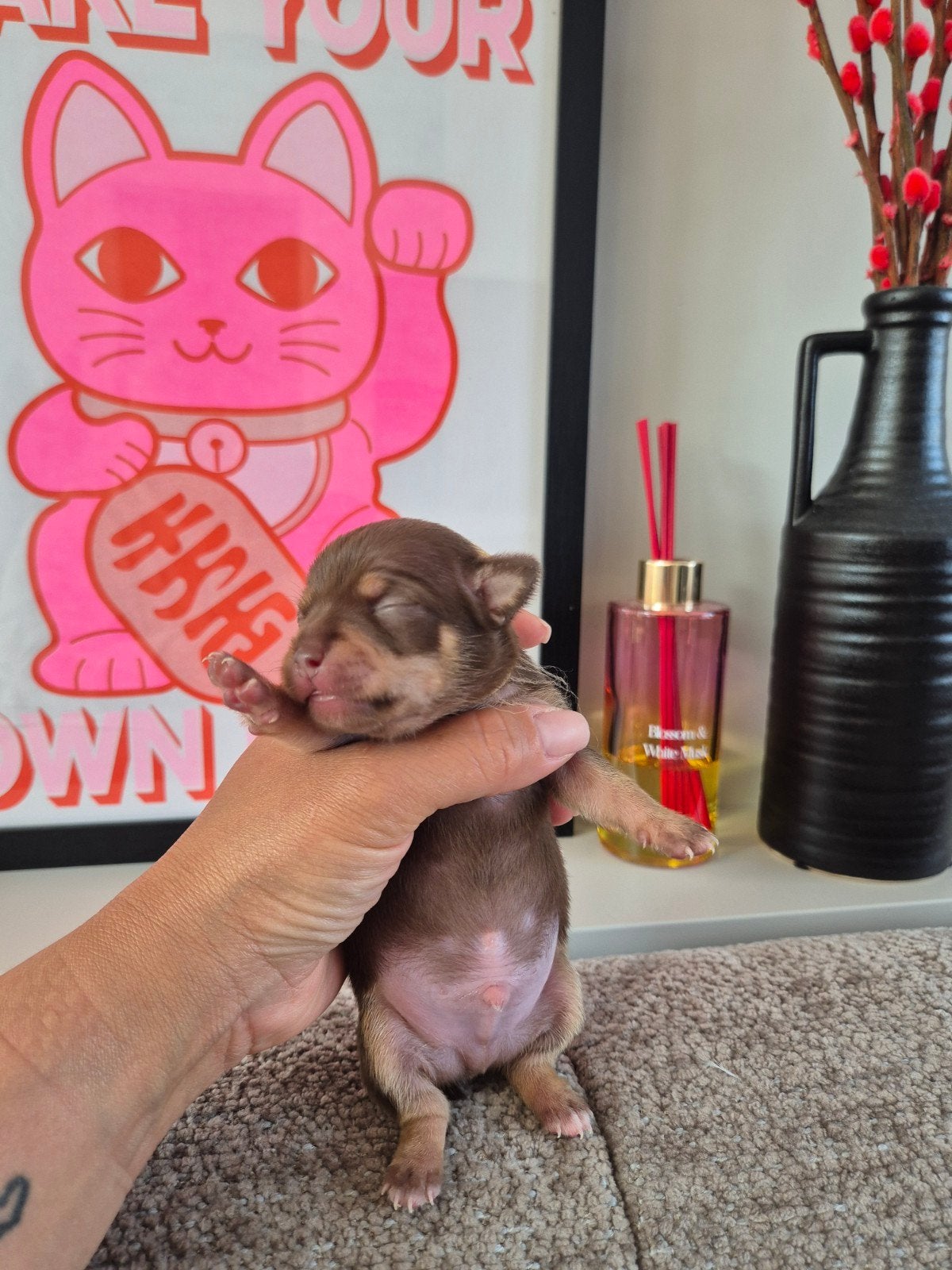 Chihuahua pups aangeboden., 8 tot 15 weken, Meerdere, Meerdere dieren, Chihuahua