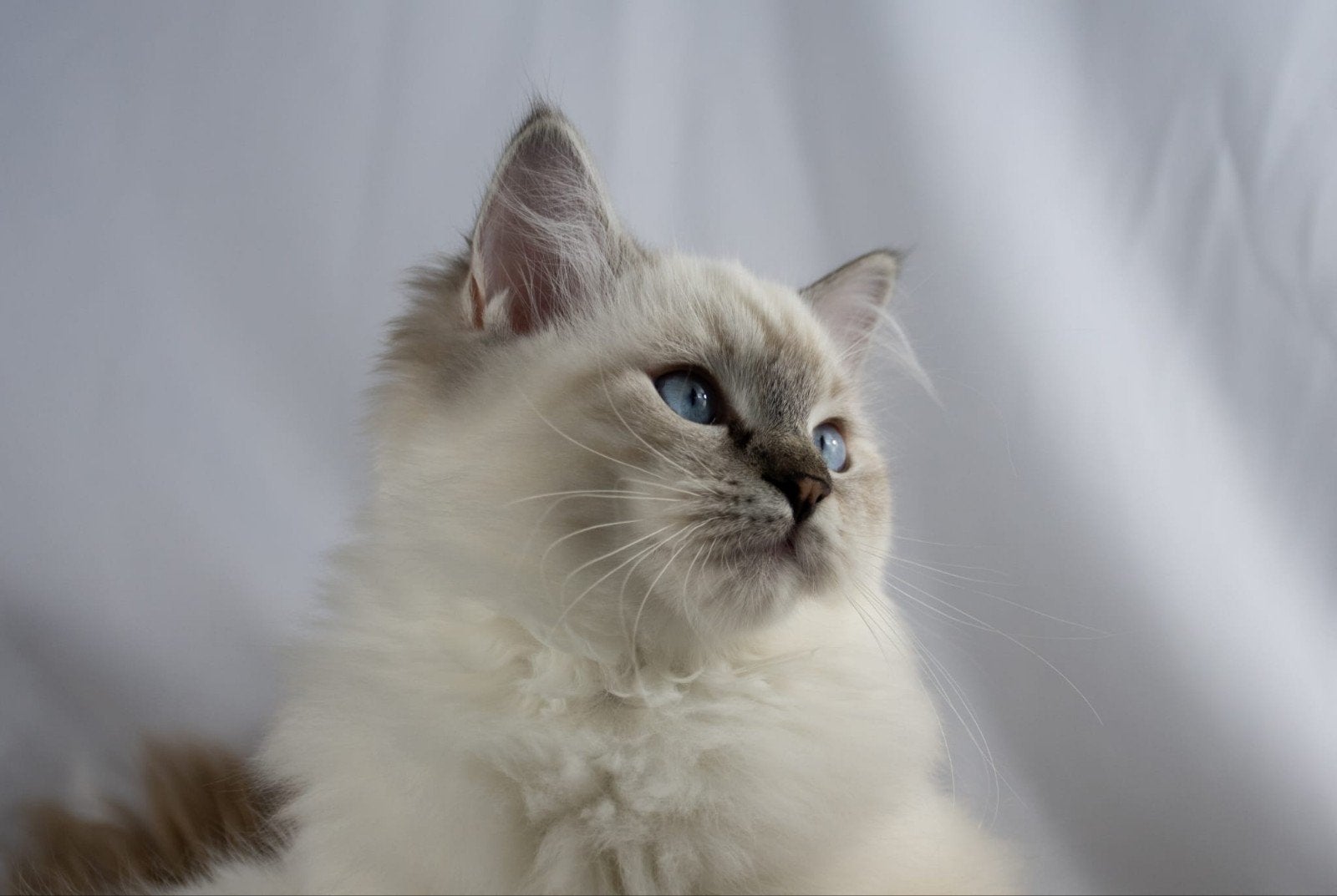 💙Nog 1 raszuiver Ragdoll kitten (kater) beschikbaar!💙, Meerdere dieren, Gechipt, 0 tot 2 jaar