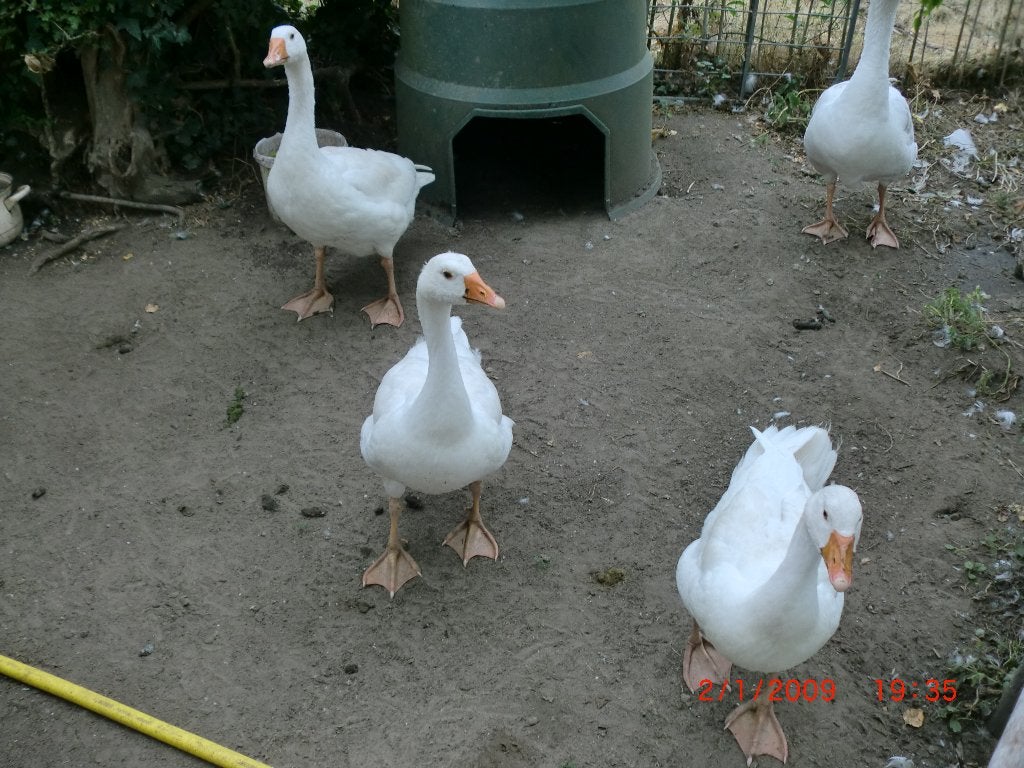 3 jonge ganzen, Dieren en Toebehoren, Pluimvee, Meerdere dieren, Gans of Zwaan